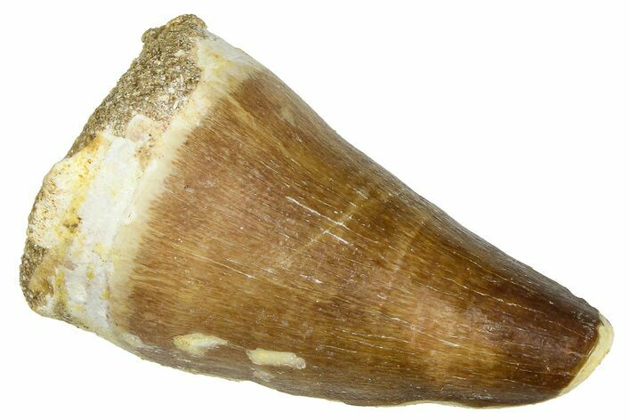 Fossil Prognathodontid Mosasaur Tooth - Morocco #374565